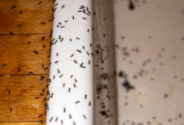 Flea Control Services in Littlerock, CA